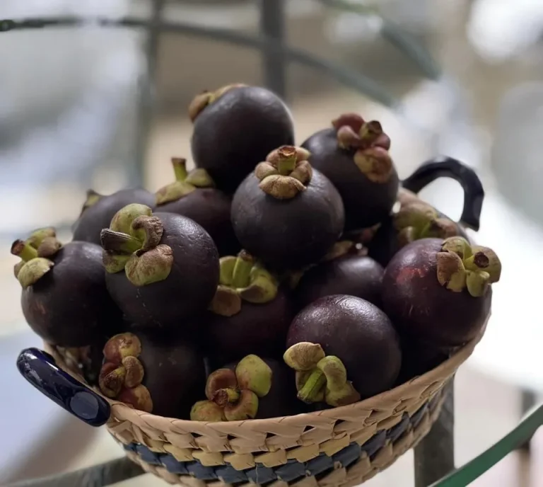 Descubriendo la realeza frutal: el majestuoso mangostán