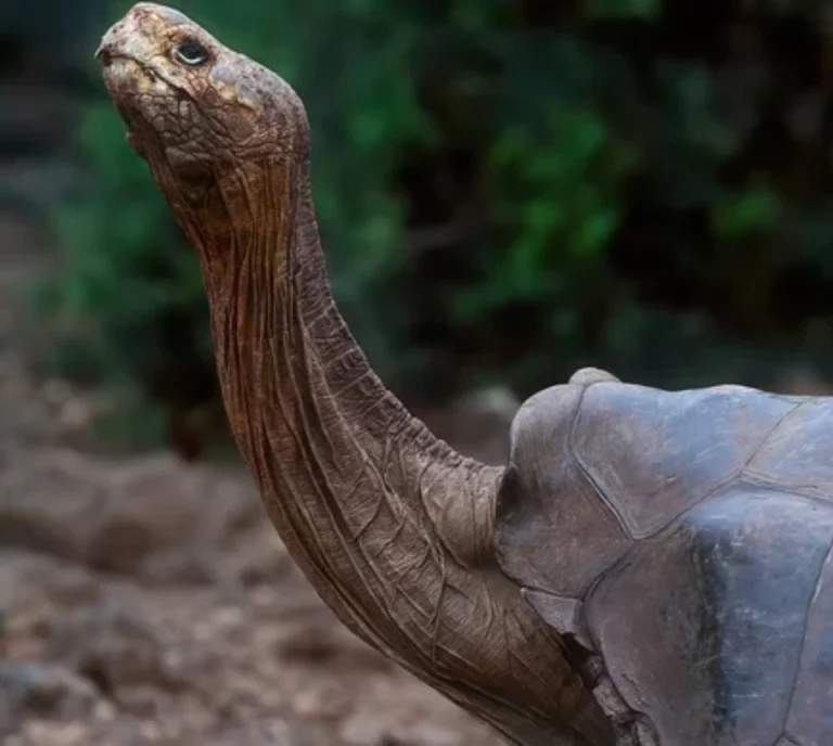 La lección del Solitario George: un llamado a la acción en el Día Internacional de la Tortuga